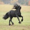 Gorgeous friesian stallion running