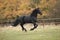 Gorgeous friesian stallion running