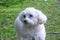 Gorgeous furry white poodle in the park