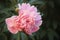 gorgeous garden flower pink peon