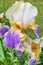 Gorgeous garden iris flower close-up on a blurred background.