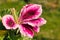 gorgeous geranium with beautiful bokeh in full splendor