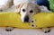 Gorgeous Golden Retriever Labrador, Beautiful dog sleeping with a yellow banana pillow in white bed