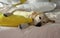 Gorgeous Golden Retriever Labrador, Beautiful dog sleeping with a yellow banana pillow in white bed