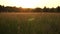Gorgeous golden sunset on a fresh summer field