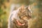 Gorgeous Gray Cat Outdoor Portrait In Sunny Day. Close Up