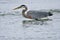 Gorgeous great blue heron stands in small, breaking waves near shore, waiting to catch a fish