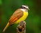 Gorgeous Great Kiskadee bird stands on tree branch