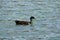 A gorgeous green and brown and yellow mallard duck swimming on lush green lake water