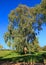 Gorgeous green eucalyptus grows on the meadow in the spring natural landscape. Traveler stands near a huge tree and looks up