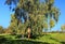 Gorgeous green eucalyptus grows on the meadow in the spring natural landscape. Traveler stands near a huge tree and looks up