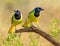 Gorgeous Green Jays pose for photo while standing on tree branch