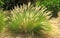 Gorgeous green plant with light crown. Aruba nature