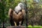 Gorgeous Griffon Vulture outdoors in a spring zoo garden. Predator bird close up.