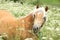 Gorgeous haflinger with bridle