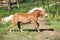 Gorgeous haflinger running on spring pasturage