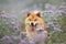 Gorgeous and happy red shiba inu dog posing in the violet flowers field. Phacelia blossoms. Beautiful japanese dog