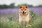 Gorgeous and happy red shiba inu dog sitting in the violet flowers field. Phacelia blossoms. Beautiful japanese dog