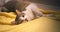 Gorgeous, healthy tabby cat playing on the floor with a yellow towel