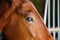 Gorgeous horse eye andalusian spanish stallion, amazing arabian horse.