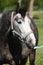 Gorgeous horse with nice halter