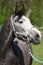 Gorgeous horse with nice halter