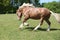 Gorgeous horse running on flowered pasturage