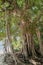 Gorgeous huge beautiful banyan tree on the beach at the tropical island