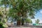 Gorgeous huge beautiful banyan tree on the street at the tropical island