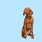 Gorgeous hungarian vizsla sitting and looking up studio portrait. Full body front view hunting dog shot over blue background.