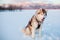 Gorgeous husky dog breed sitting in the snow field with amazing mountain view