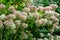 Gorgeous hydrangea bush with huge pink numerous inflorescences in the garden.