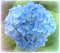 Gorgeous Hydrangea with textured layer applied.