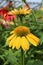 Gorgeous image of cone flowers in bright yellow and peach colors