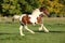 Gorgeous irish cob foal running on pasturage