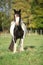 Gorgeous irish cob standing on pasture