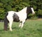 Gorgeous irish cob standing on pasture