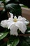 Gorgeous isolated white Gardenia flower in full bloom