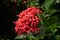 Gorgeous Ixora macrophylla flower beautifies the street
