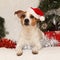 Gorgeous Jack russell with Santa hat in christma