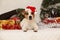 Gorgeous Jack russell with Santa hat in christma