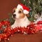 Gorgeous Jack russell with santa hat in christmas