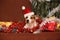 Gorgeous Jack russell with santa hat in christmas