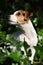 Gorgeous jack russell terrier sitting in the garden