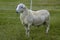 Gorgeous Katahdin sheep ram on a rotational passock