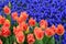 Gorgeous landscape of peach and blue flowers on tall stems