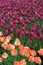 Gorgeous landscape of peach and purple tulip flowers on tall stems