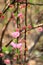 Gorgeous landscape of pretty pink flowers on tall stems