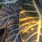Gorgeous large leaves illuminated by the sun