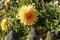 a gorgeous large sunlit yellow dahlia flower